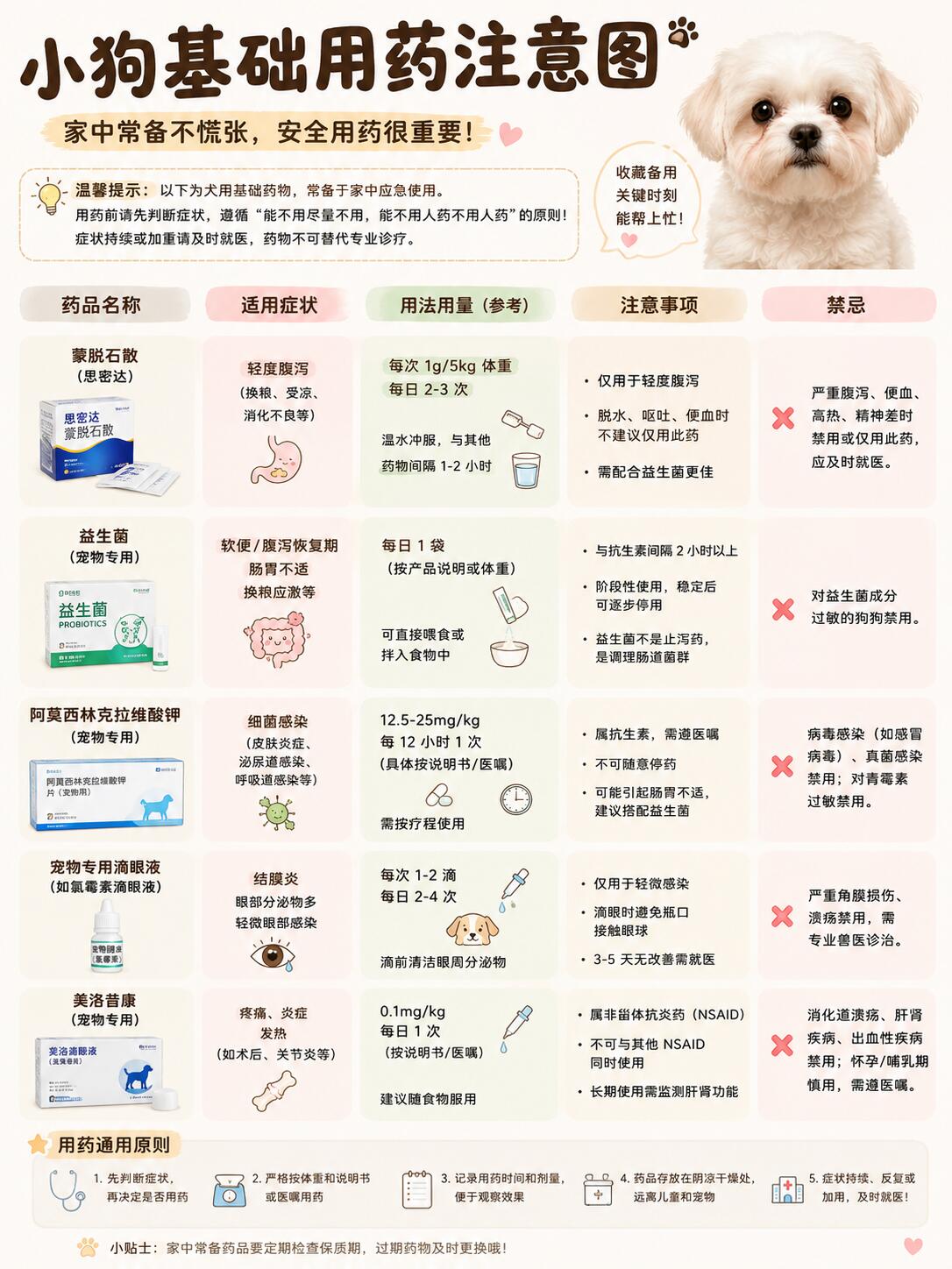 第一次养狗完整指南|新手零踩坑全攻略