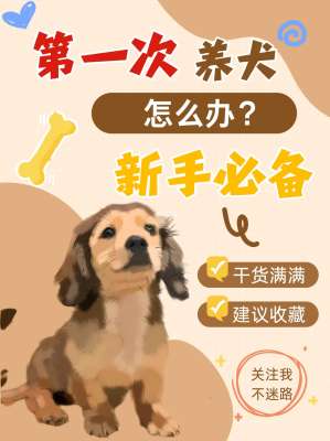 第一次养狗完整指南|新手零踩坑全攻略