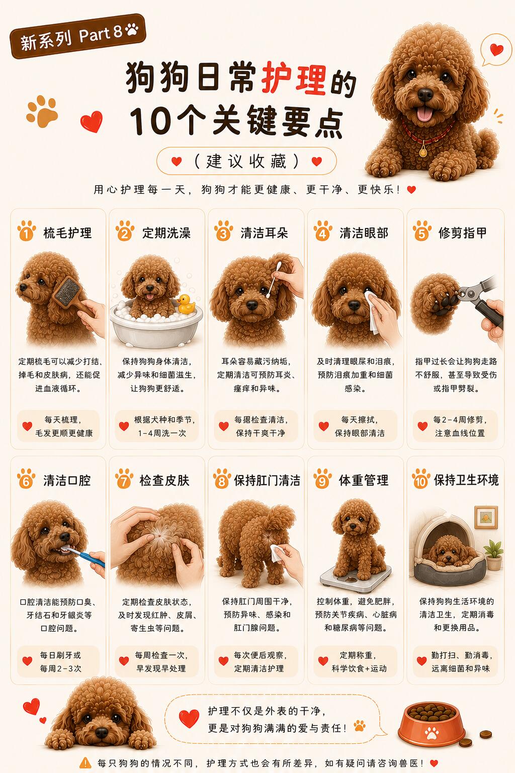 狗狗日常护理 10 个核心要点，新手养狗全覆盖