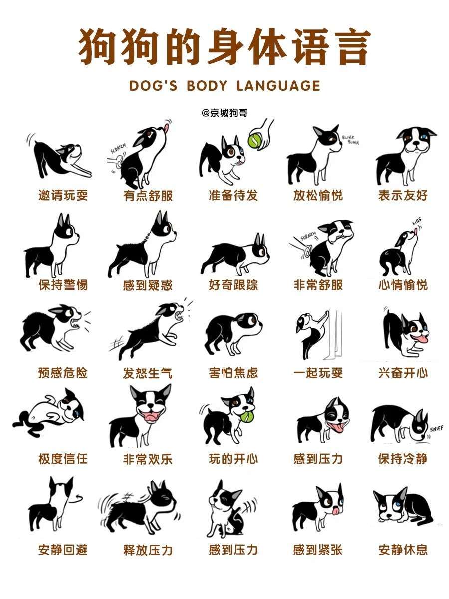 狗狗常见肢体 + 动作 + 叫声行为完整释义，新手养狗一看就懂