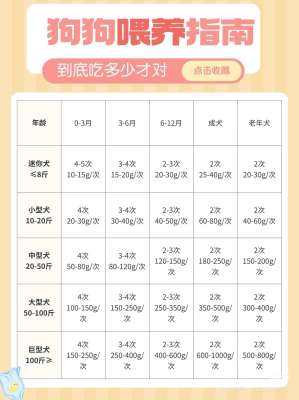狗狗科学喂养频率|兽医标准全攻略(分年龄+分体型+时间表+避坑)