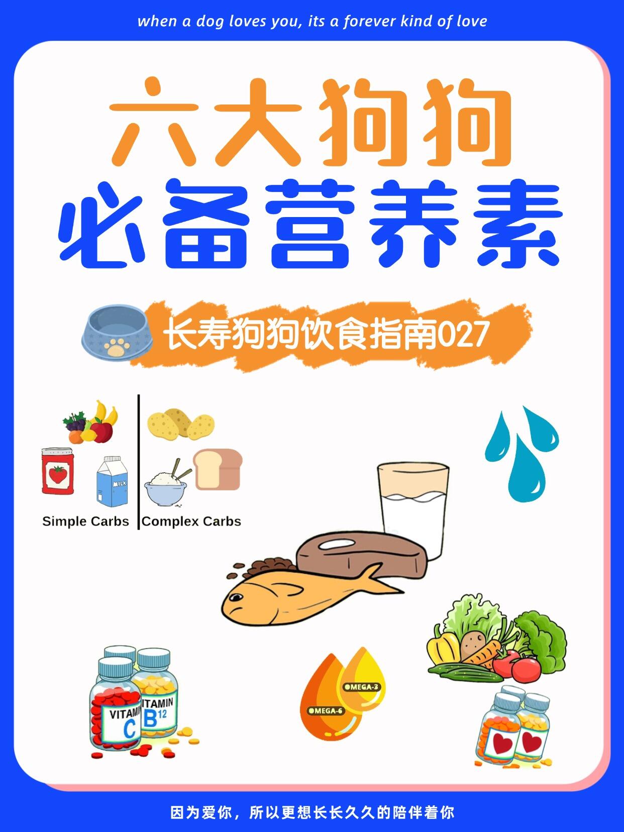 狗狗需要补充的核心营养素大全|作用、缺乏症状、正确补充方式