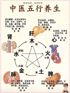 中医五脏养护完整解析|全指南