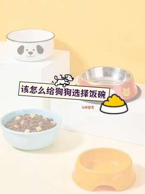 狗狗食盆材质选择指南|分级推荐、优劣对比、避坑养护全攻略
