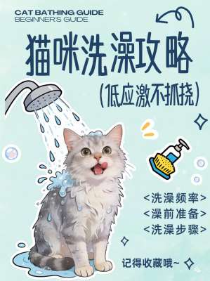猫咪科学洗澡频率与完整洗护方法|完整版