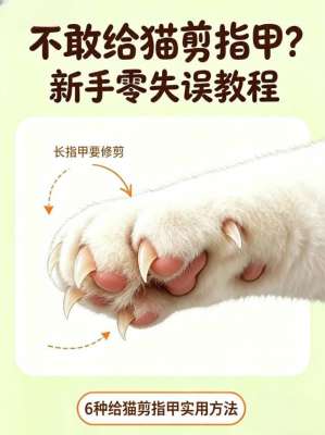 猫咪剪指甲的正确方法(新手零失误|完整版)