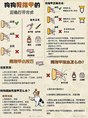 狗狗剪指甲的正确方法|新手零基础教程