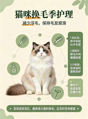猫咪毛发护理的5个核心技巧(顺滑防掉毛、不打结)