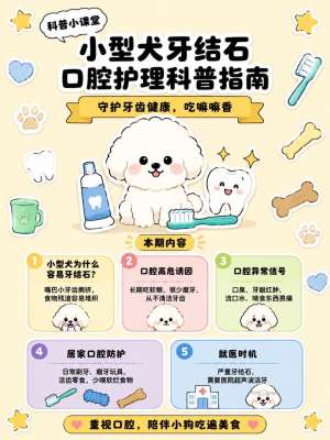 狗狗口腔护理完整方法|全套实操指南